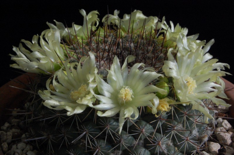 Mammillaria lindsayi 