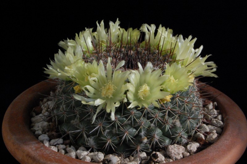 Mammillaria lindsayi 