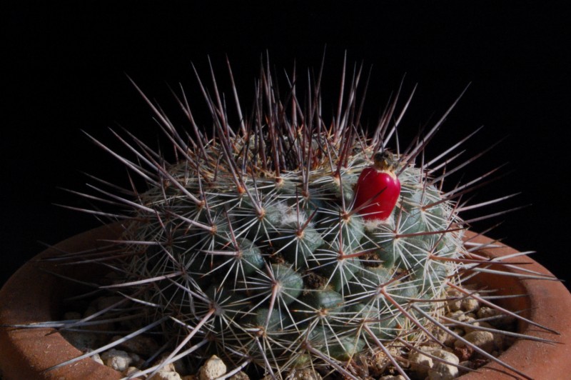 Mammillaria lindsayi 