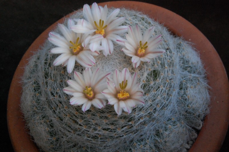 Mammillaria lenta 