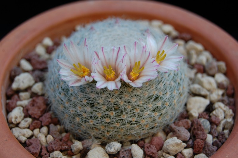 Mammillaria lenta 