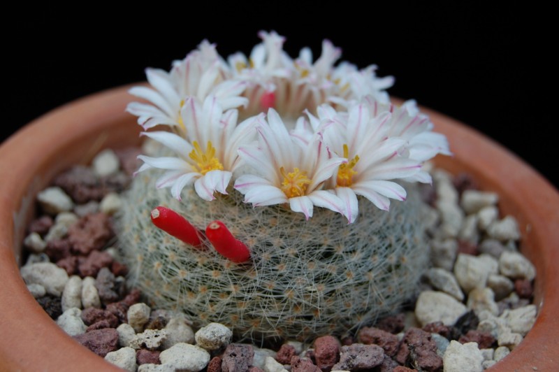 Mammillaria lenta 