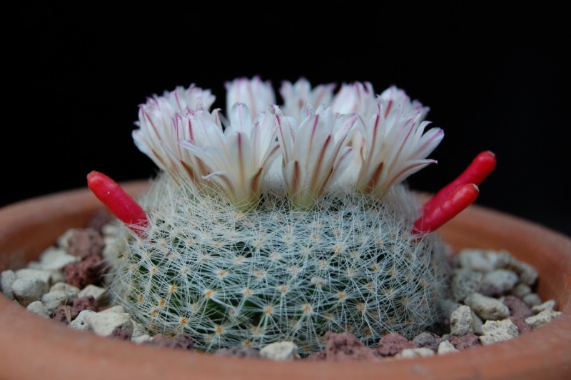 Mammillaria lenta 