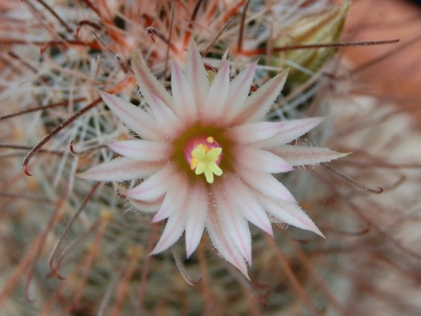 Mammillaria barbata 