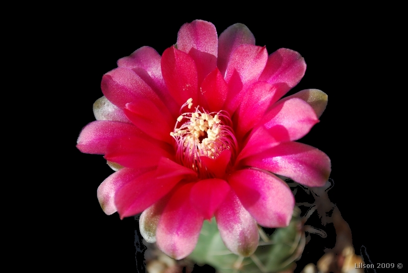 Gymnocalycium baldianum 