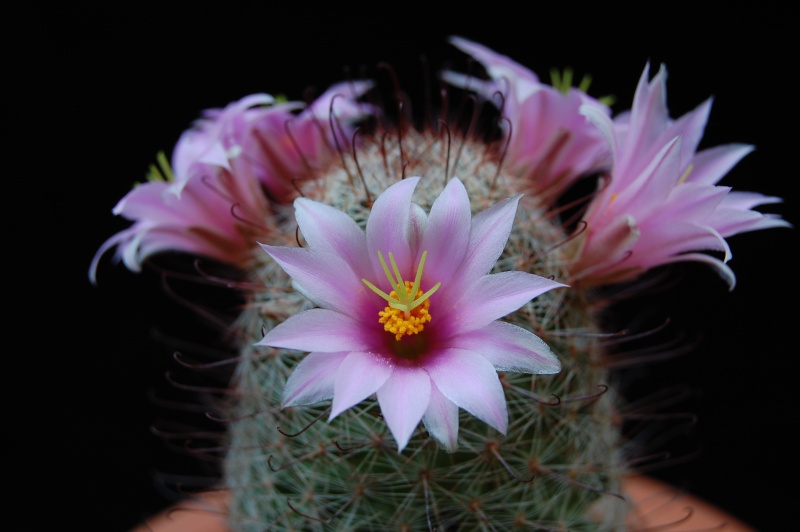 Mammillaria microcarpa CR 107