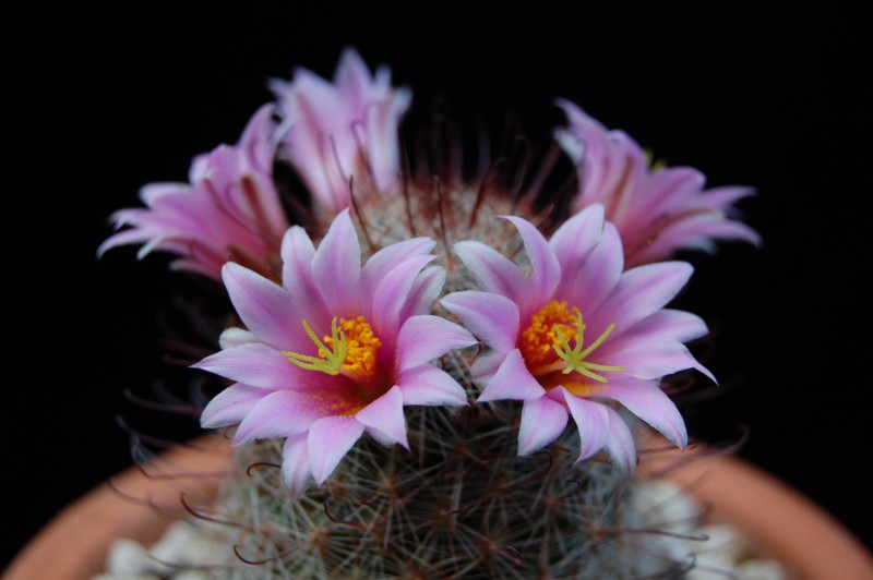 Mammillaria microcarpa CR 107