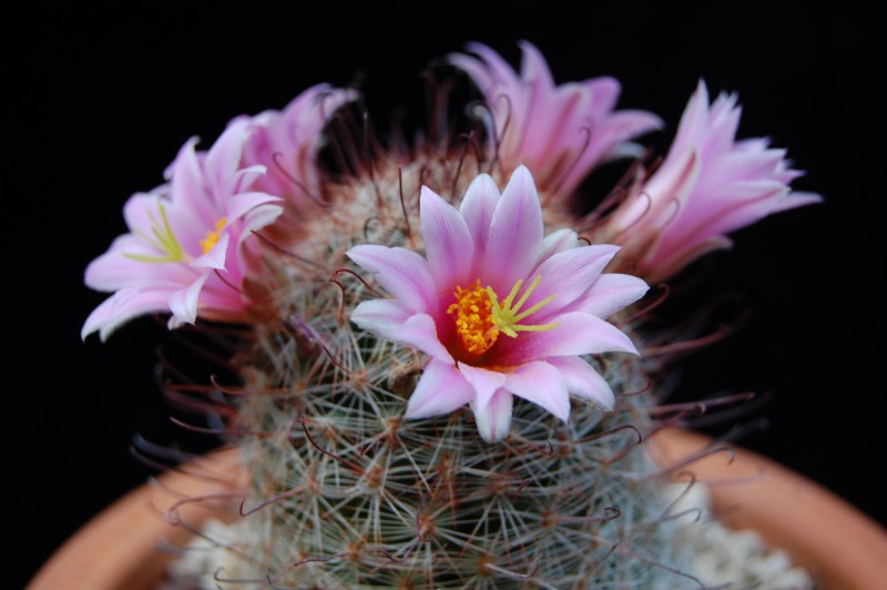 Mammillaria microcarpa CR 107