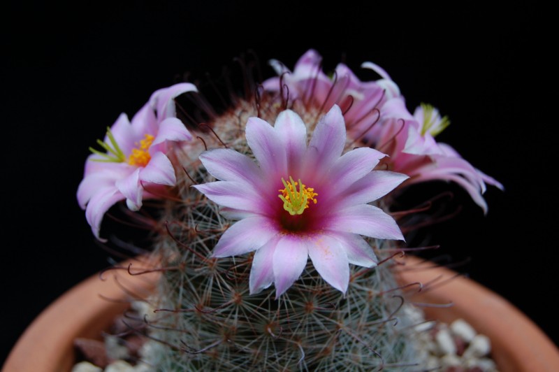 Mammillaria microcarpa CR 107