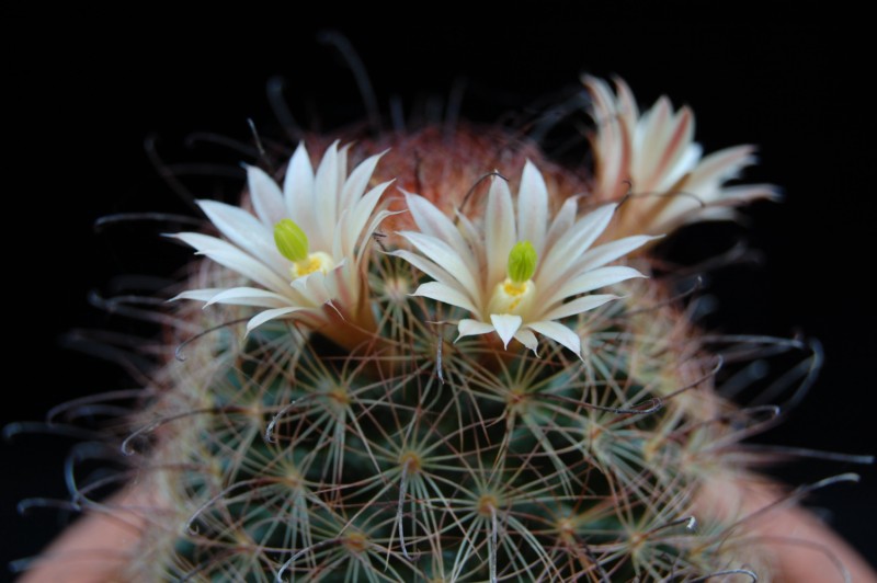 Mammillaria carretii 