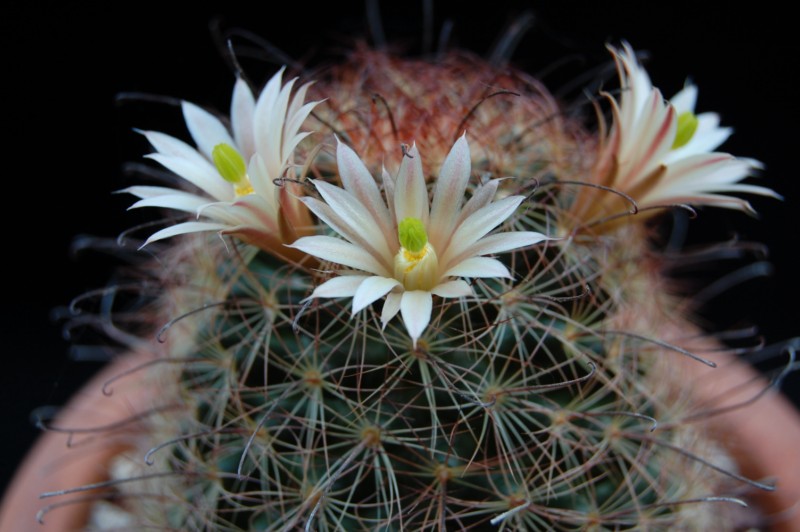 Mammillaria carretii 