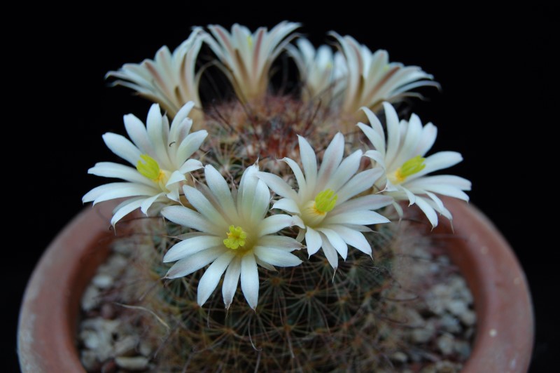 Mammillaria carretii 