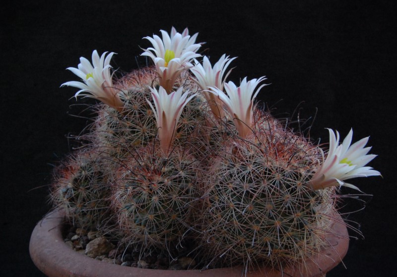 Mammillaria carretii 