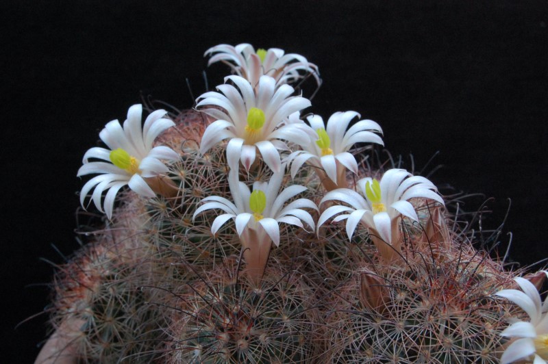 Mammillaria carretii 