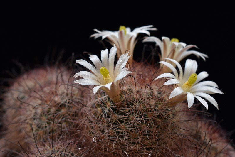 Mammillaria carretii 