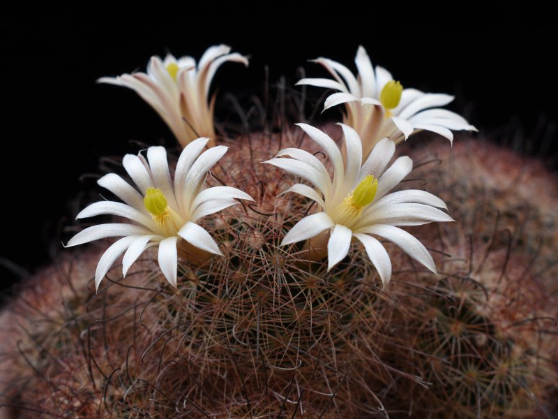 Mammillaria carretii 