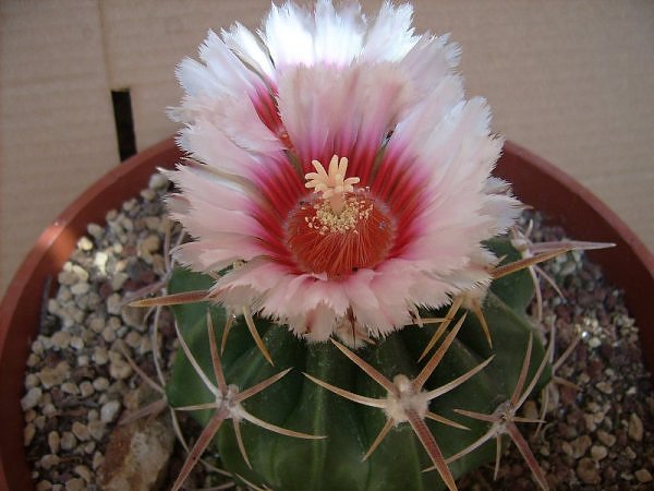 Echinocactus texensis 