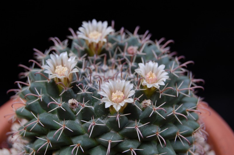 Mammillaria uncinata 