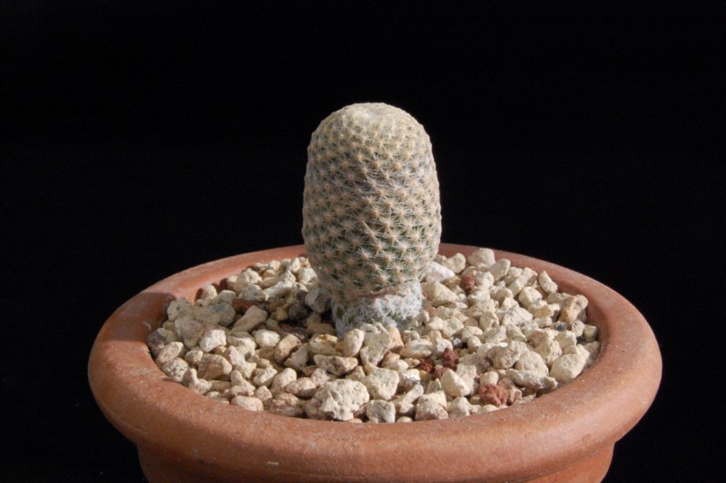 Mammillaria albiflora 