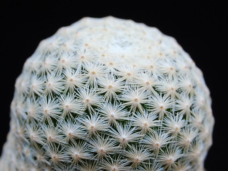 Mammillaria albiflora 