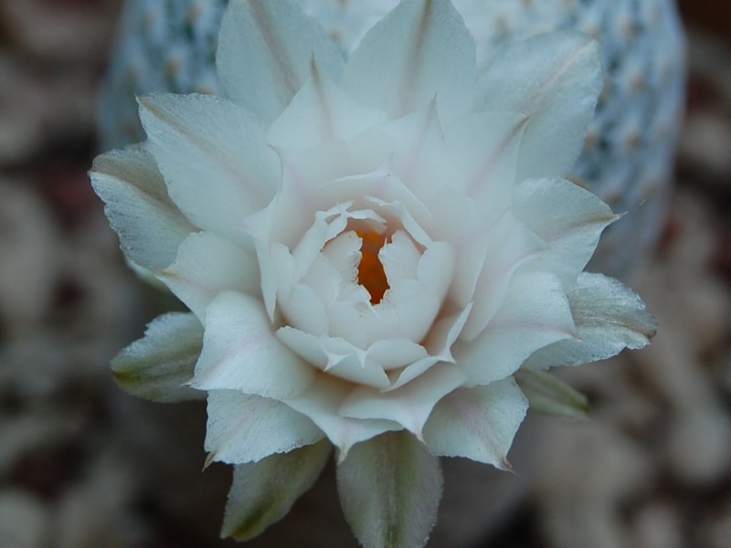 Mammillaria albiflora 