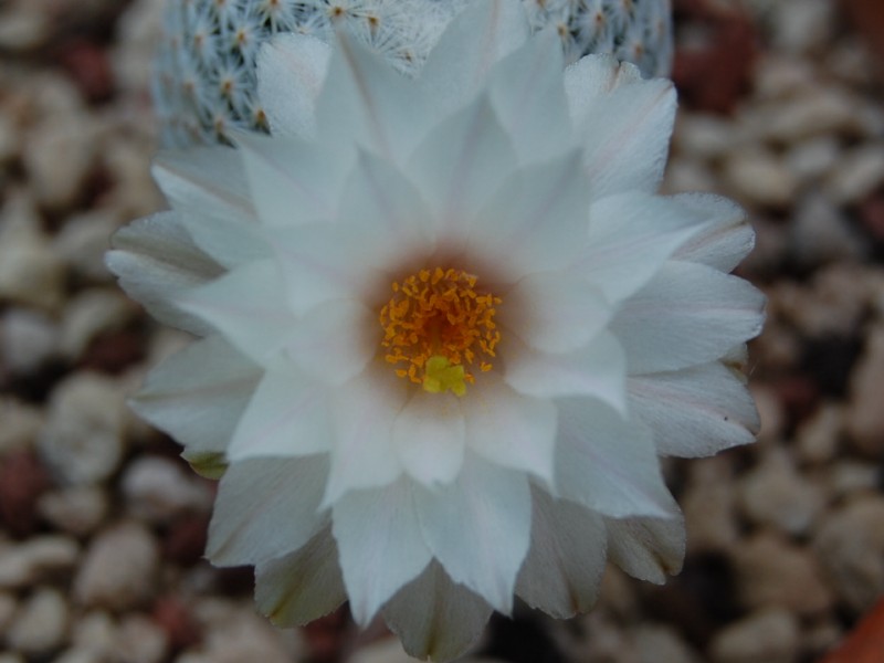 Mammillaria albiflora 