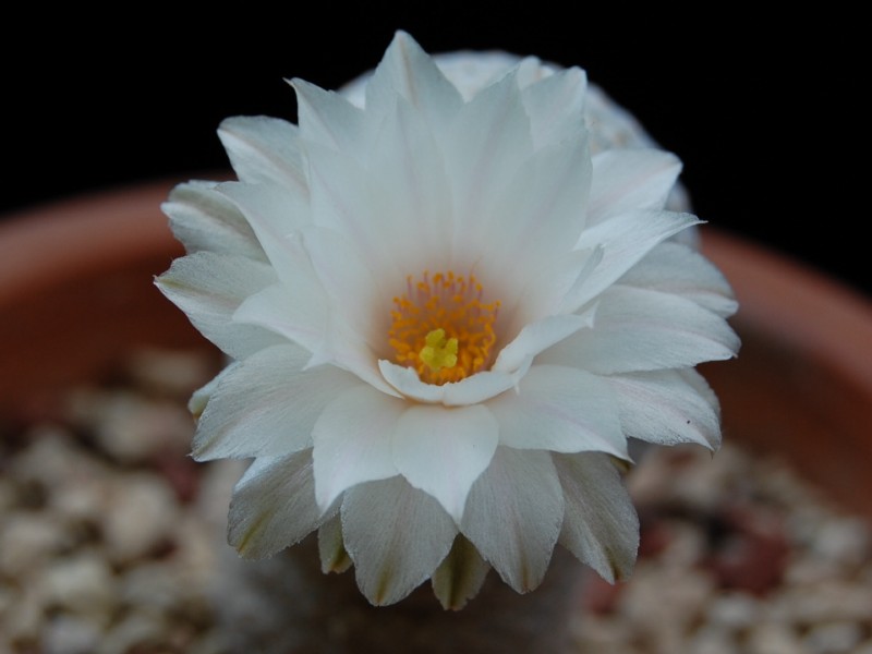 Mammillaria albiflora 