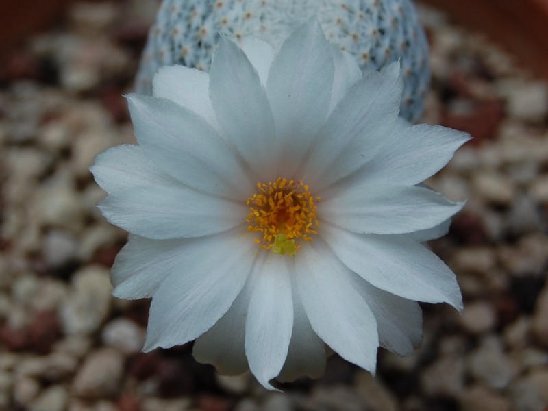 Mammillaria albiflora 