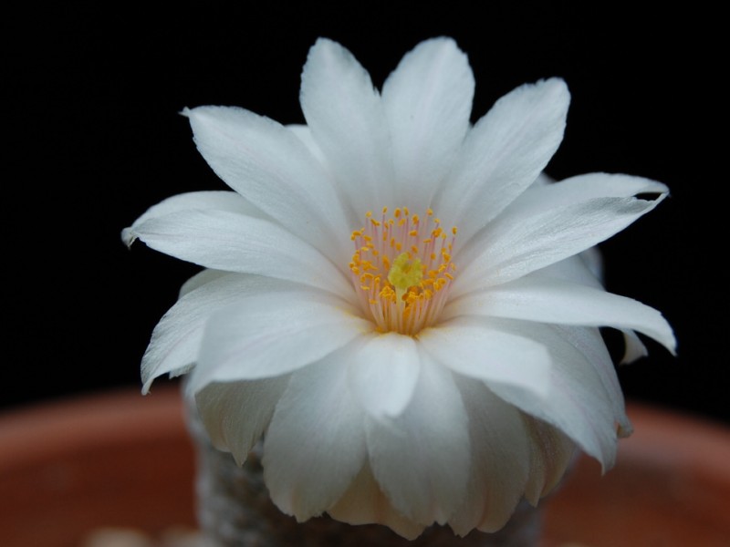 Mammillaria albiflora 