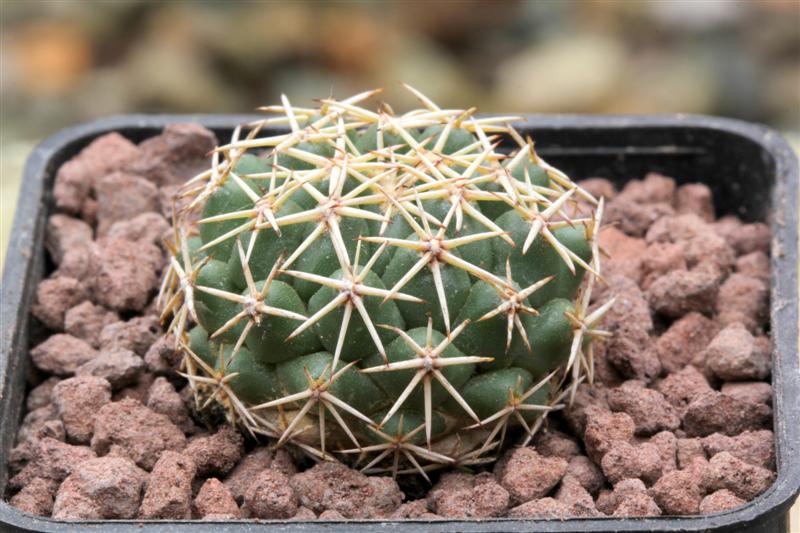 Coryphantha borwigii 