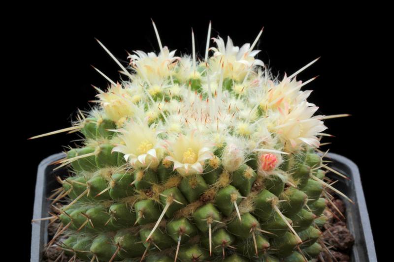 Mammillaria karwinskiana 