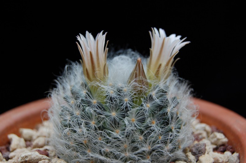 Mammillaria aureilanata v. alba 