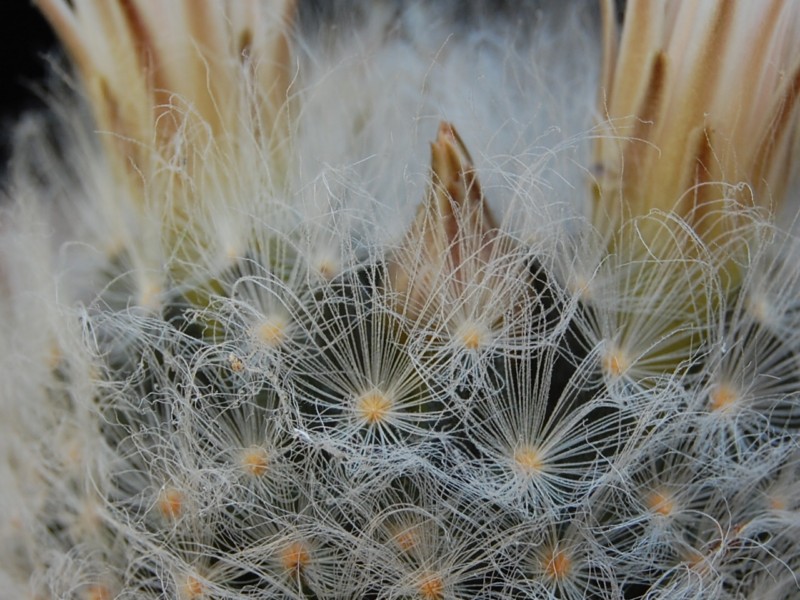 Mammillaria aureilanata v. alba 