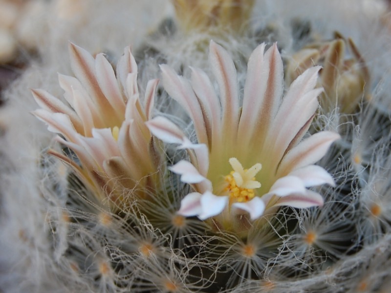 Mammillaria aureilanata v. alba 