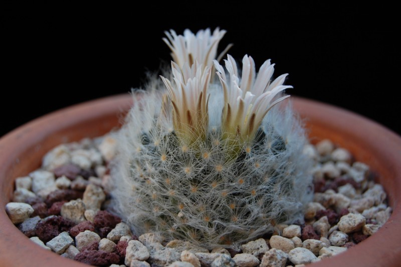 Mammillaria aureilanata v. alba 