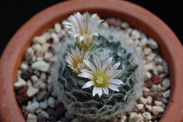 Mammillaria aureilanata 