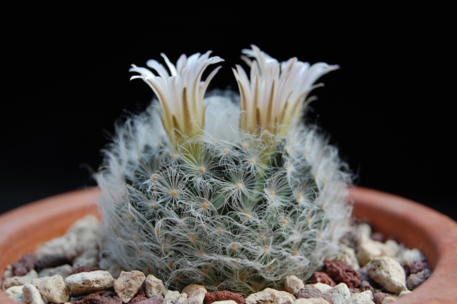 Mammillaria aureilanata 