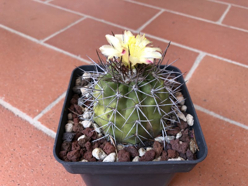 copiapoa megarhiza ssp. echinata