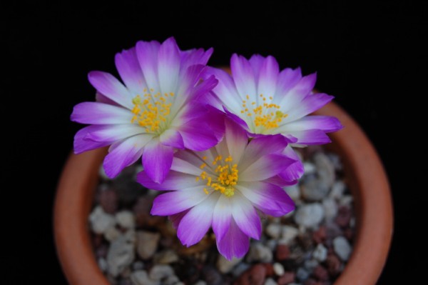 Mammillaria luethyi 