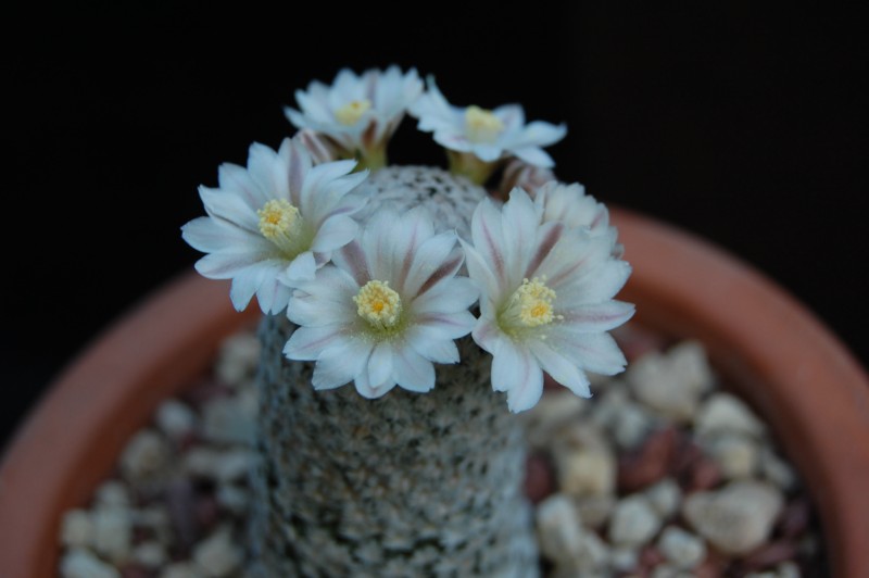 Mammillaria sanchez-mejoradae 