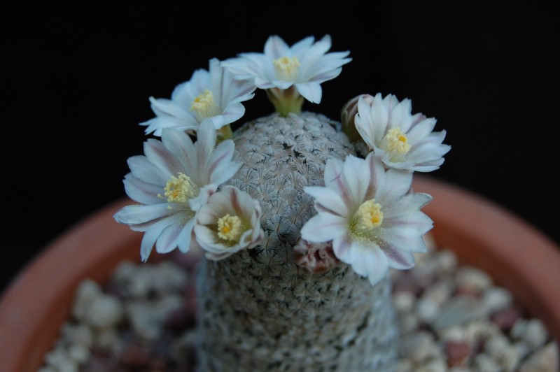 Mammillaria sanchez-mejoradae 