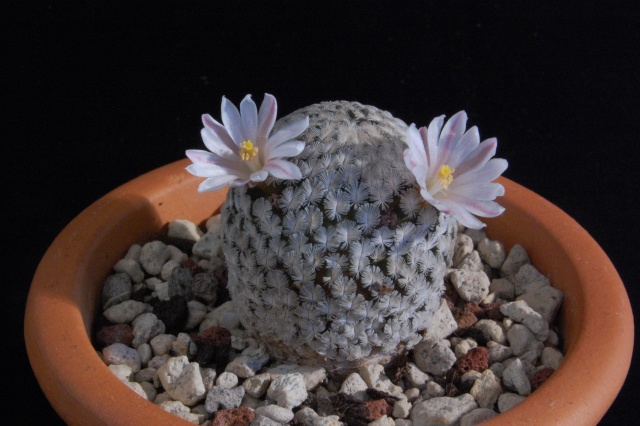 Mammillaria sanchez-mejoradae 