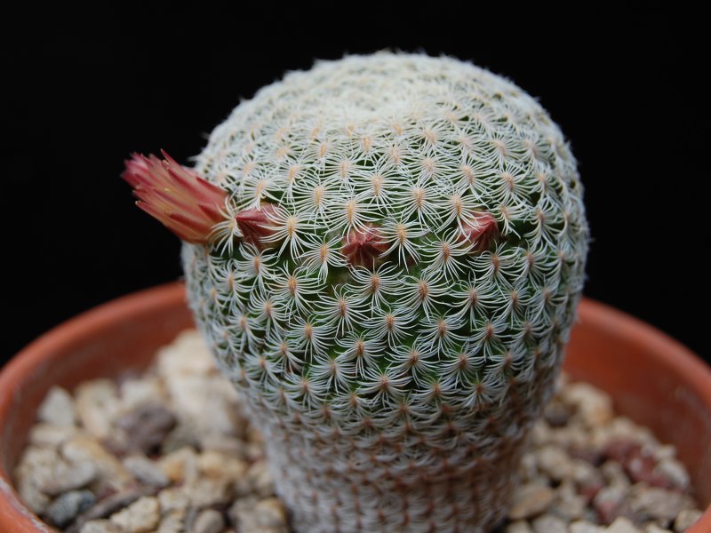 Mammillaria solisioides 