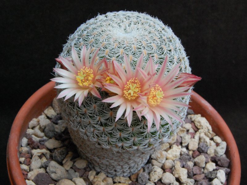 Mammillaria solisioides 