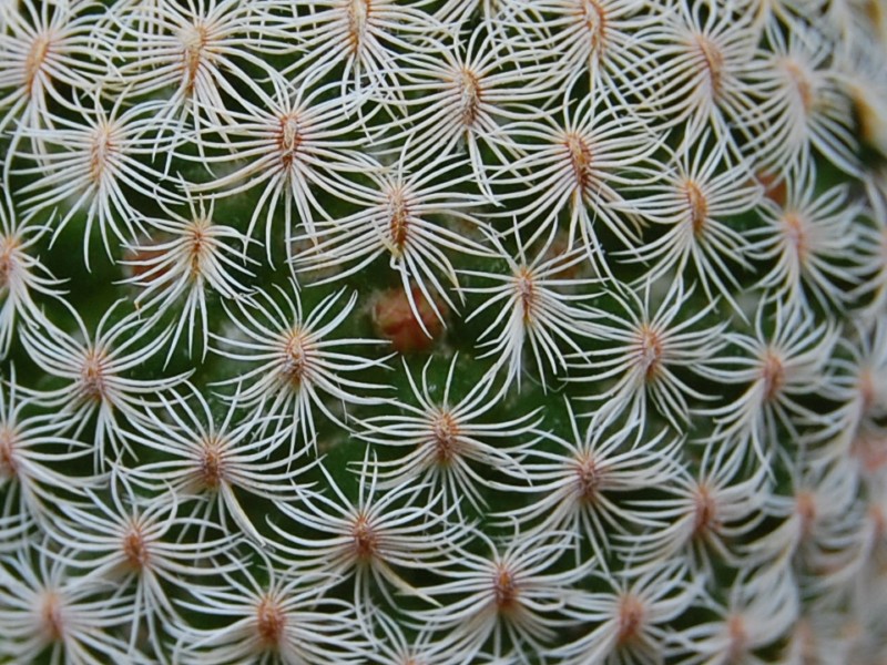 Mammillaria solisioides 