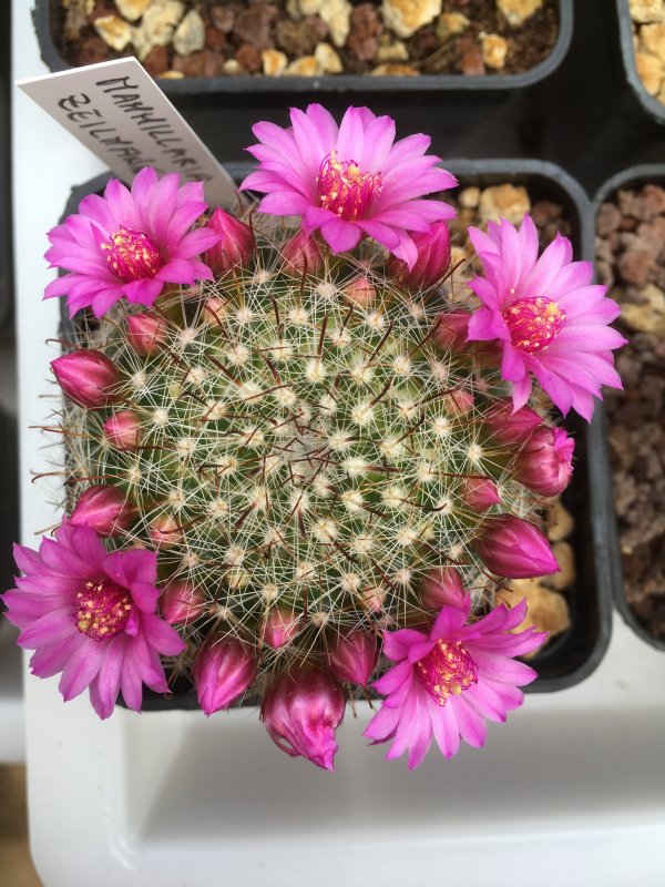 Mammillaria zeilmanniana 