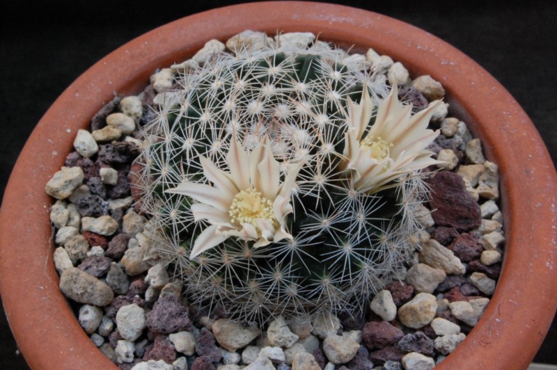 Mammillaria coahuilensis 