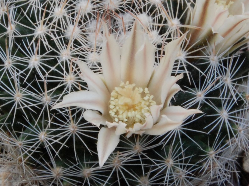 Mammillaria coahuilensis 