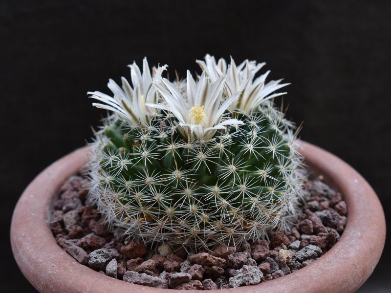 mammillaria coahuilensis