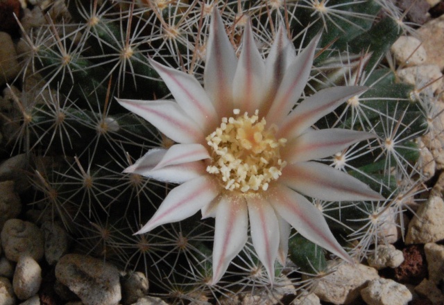 Mammillaria coahuilensis 